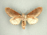 中文名:眉原紛舟蛾(1282-28695)學名:Fentonia baibarana Matsumura, 1929(1282-28695)中文別名:平紛舟蛾