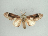 中文名:眉原紛舟蛾(656-484)學名:Fentonia baibarana Matsumura, 1929(656-484)中文別名:平紛舟蛾