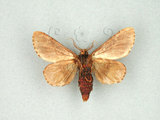 中文名:圓紛舟蛾(1282-27739)學名:Formofentonia orbifer rotundata Matsumura, 1925(1282-27739)中文別名:褐頂斑舟蛾