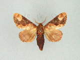 中文名:圓紛舟蛾(1282-27739)學名:Formofentonia orbifer rotundata Matsumura, 1925(1282-27739)中文別名:褐頂斑舟蛾