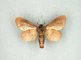 中文名:圓紛舟蛾(2950-232)學名:Formofentonia orbifer rotundata Matsumura, 1925(2950-232)中文別名:褐頂斑舟蛾