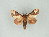 中文名:圓紛舟蛾(2397-787)學名:Formofentonia orbifer rotundata Matsumura, 1925(2397-787)中文別名:褐頂斑舟蛾