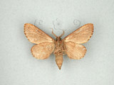 中文名:圓紛舟蛾(1282-28049)學名:Formofentonia orbifer rotundata Matsumura, 1925(1282-28049)中文別名:褐頂斑舟蛾