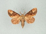 中文名:圓紛舟蛾(1282-28049)學名:Formofentonia orbifer rotundata Matsumura, 1925(1282-28049)中文別名:褐頂斑舟蛾