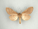 中文名:甲仙舟蛾(1282-27827)學名:Hyperaeschrella nigribasis (Hampson, 1893)(1282-27827)中文別名:甲仙暗齒舟蛾