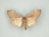 中文名:甲仙舟蛾(1282-27848)學名:Hyperaeschrella nigribasis (Hampson, 1893)(1282-27848)中文別名:甲仙暗齒舟蛾