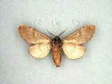 中文名:甲仙舟蛾(1282-28036)學名:Hyperaeschrella nigribasis (Hampson, 1893)(1282-28036)中文別名:甲仙暗齒舟蛾