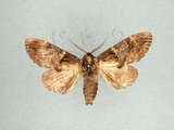 中文名:甲仙舟蛾(1282-28036)學名:Hyperaeschrella nigribasis (Hampson, 1893)(1282-28036)中文別名:甲仙暗齒舟蛾