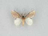 中文名:薄翅舟蛾(1282-27859)學名:Liparopsis formosana Wileman, 1914(1282-27859)中文別名:東潤舟蛾