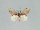 中文名:薄翅舟蛾(1282-27859)學名:Liparopsis formosana Wileman, 1914(1282-27859)中文別名:東潤舟蛾