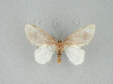 中文名:薄翅舟蛾(1282-27798)學名:Liparopsis formosana Wileman, 1914(1282-27798)中文別名:東潤舟蛾