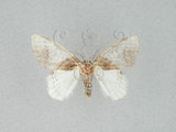 中文名:薄翅舟蛾(1282-27798)學名:Liparopsis formosana Wileman, 1914(1282-27798)中文別名:東潤舟蛾