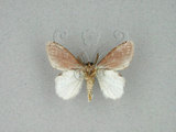 中文名:薄翅舟蛾(1282-28050)學名:Liparopsis formosana Wileman, 1914(1282-28050)中文別名:中灰舟蛾