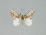 中文名:薄翅舟蛾(1282-28050)學名:Liparopsis formosana Wileman, 1914(1282-28050)中文別名:中灰舟蛾