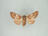 中文名:褐斑舟蛾(1282-2591)學名:Notodonta griseotincta Wileman, 1910(1282-2591)中文別名:黑脈紋舟蛾