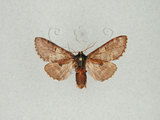 中文名:褐斑舟蛾(1282-28581)學名:Notodonta griseotincta Wileman, 1910(1282-28581)中文別名:黑脈紋舟蛾