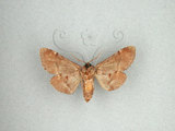 中文名:褐斑舟蛾(1282-30397)學名:Notodonta griseotincta Wileman, 1910(1282-30397)中文別名:黑脈紋舟蛾