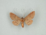 中文名:褐斑舟蛾(1282-30461)學名:Notodonta griseotincta Wileman, 1910(1282-30461)中文別名:黑脈紋舟蛾