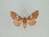中文名:褐斑舟蛾(1282-30461)學名:Notodonta griseotincta Wileman, 1910(1282-30461)中文別名:黑脈紋舟蛾