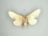 中文名:蘋掌舟蛾(1282-3027)學名:Phalera flavescens (Bremer & Grey, 1852)(1282-3027)中文別名:黑緣舟蛾
