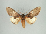 中文名:蕈紋埔舟蛾(1282-28219)學名:Pulia albimaculata (Okano, 1958)(1282-28219)中文別名:白菇舟蛾