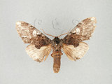 中文名:蕈紋埔舟蛾(1282-28951)學名:Pulia albimaculata (Okano, 1958)(1282-28951)中文別名:白菇舟蛾