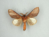 中文名:白斑胯白舟蛾(1282-1370)學名:Quadricalcarifera viridimacula Matsumura, 1922(1282-1370)中文別名:白斑舟蛾