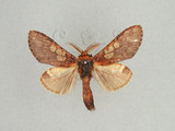 中文名:白斑胯白舟蛾(1282-1370)學名:Quadricalcarifera viridimacula Matsumura, 1922(1282-1370)中文別名:白斑舟蛾
