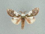 中文名:白斑胯白舟蛾(1282-1427)學名:Quadricalcarifera viridimacula Matsumura, 1922(1282-1427)中文別名:白斑舟蛾