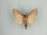 中文名:苔胯白舟蛾(1119-15)學名:Quadricalcarifera viridipicta (Wileman, 1910)(1119-15)中文別名:基青舟蛾