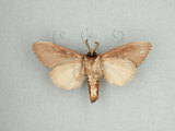 中文名:苔胯白舟蛾(1130-99)學名:Quadricalcarifera viridipicta (Wileman, 1910)(1130-99)中文別名:基青舟蛾