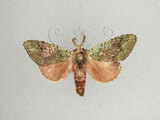 中文名:苔胯白舟蛾(1130-99)學名:Quadricalcarifera viridipicta (Wileman, 1910)(1130-99)中文別名:基青舟蛾