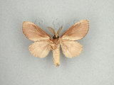 中文名:苔胯白舟蛾(1282-2870)學名:Quadricalcarifera viridipicta (Wileman, 1910)(1282-2870)中文別名:基青舟蛾