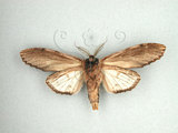 中文名:枯峭舟蛾(1282-23269)學名:Rachia nodyna (Swinhoe, 1907)(1282-23269)中文別名:羽峭舟蛾
