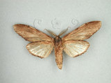 中文名:枯峭舟蛾(1282-28316)學名:Rachia nodyna (Swinhoe, 1907)(1282-28316)中文別名:羽峭舟蛾