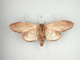 中文名:枯峭舟蛾(752-20)學名:Rachia nodyna (Swinhoe, 1907)(752-20)中文別名:羽峭舟蛾