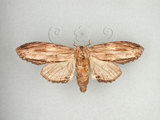 中文名:枯峭舟蛾(752-20)學名:Rachia nodyna (Swinhoe, 1907)(752-20)中文別名:羽峭舟蛾