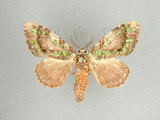 中文名:瑟舟蛾(1282-31160)學名:Somera viridifusca Walker, 1855(1282-31160)