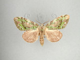 中文名:瑟舟蛾(1282-32037)學名:Somera viridifusca Walker, 1855(1282-32037)