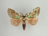 中文名:瑟舟蛾(1438-197)學名:Somera viridifusca Walker, 1855(1438-197)