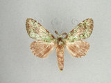 中文名:瑟舟蛾(1572-88)學名:Somera viridifusca Walker, 1855(1572-88)