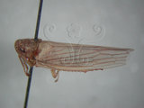 中文名:大白葉蟬(212-353)學名:Cofana spectra (Distant, 1908)(212-353)英文名:White Leafhopper