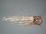 中文名:大白葉蟬(212-353)學名:Cofana spectra (Distant, 1908)(212-353)英文名:White Leafhopper