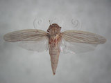 中文名:大白葉蟬(212-37)學名:Cofana spectra (Distant, 1908)(212-37)英文名:White Leafhopper