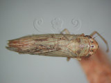 中文名:大白葉蟬(220-2534)學名:Cofana spectra (Distant, 1908)(220-2534)英文名:White Leafhopper