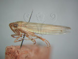 中文名:大白葉蟬(220-2720)學名:Cofana spectra (Distant, 1908)(220-2720)英文名:White Leafhopper