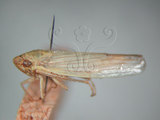 中文名:大白葉蟬(220-2735)學名:Cofana spectra (Distant, 1908)(220-2735)英文名:White Leafhopper