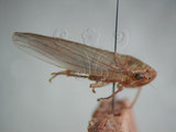 中文名:大白葉蟬(220-2753)學名:Cofana spectra (Distant, 1908)(220-2753)英文名:White Leafhopper