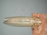 中文名:大白葉蟬(220-2753)學名:Cofana spectra (Distant, 1908)(220-2753)英文名:White Leafhopper