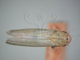 中文名:大白葉蟬(220-2769)學名:Cofana spectra (Distant, 1908)(220-2769)英文名:White Leafhopper